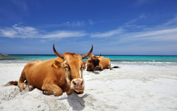 Картинка животные коровы +буйволы cows corsica