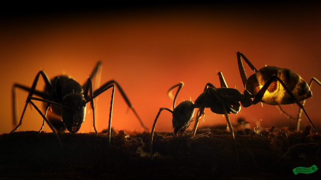 Обои картинки фото животные, насекомые, макро, мрак, муравья