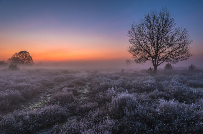 Обои картинки фото природа, восходы, закаты, утро, сент-антони, иней, туман, голландия, рассвет, свет, поле, дерево