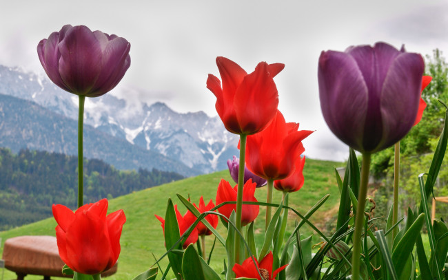 Обои картинки фото цветы, тюльпаны, горы, весна