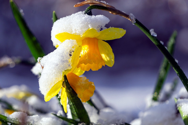 Обои картинки фото цветы, нарциссы, нарцисс, снег