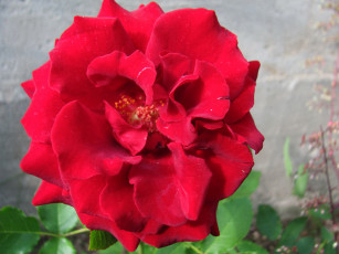 Картинка цветы розы алая роза макро