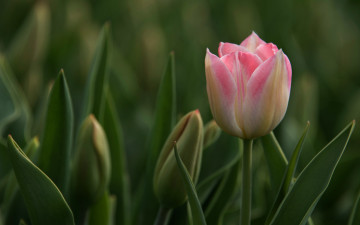 обоя цветы, тюльпаны, бутон, тюльпан, розовый