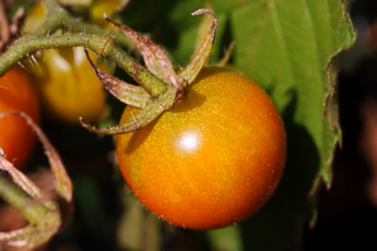 Картинка природа плоды помидоры