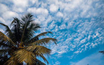 Картинка природа деревья облака пальма