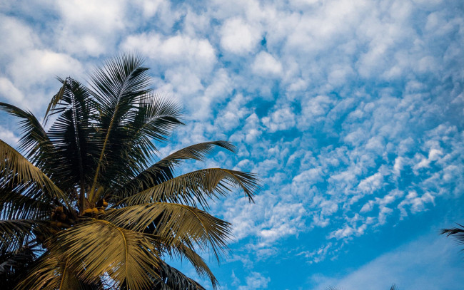 Обои картинки фото природа, деревья, облака, пальма