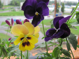 Картинка цветы анютины глазки садовые фиалки желтый фиолетовый капли воды