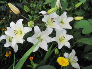 Картинка цветы лилии лилейники белые желтая календула