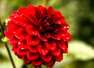 Картинка цветы георгины круглый яркий красный капли