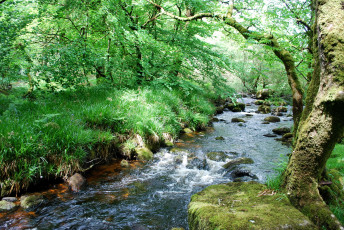 Картинка природа реки озера деревья изумрудная трава камни лето река