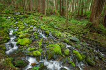 Картинка olympic national park природа лес камни ручей деревья мох