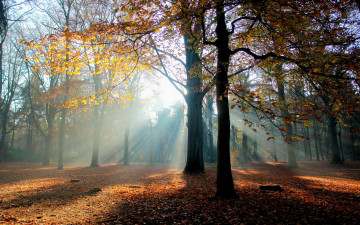 Картинка природа парк свет осень лес