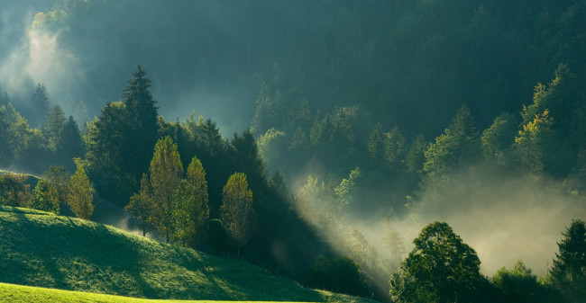Обои картинки фото природа, лес, рассвет, туман