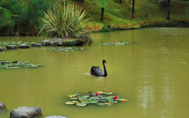 Обои картинки фото португалия, furnas, botanic, garden, природа, парк, лебедь, пруд, лилии