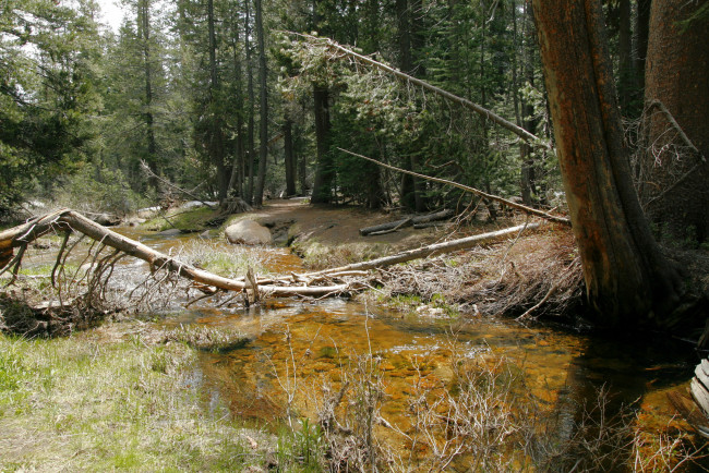 Обои картинки фото природа, лес, ручей, сломанное, дерево