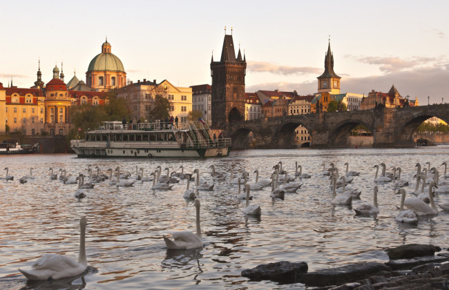 Обои картинки фото города, прага , Чехия, река, лебеди