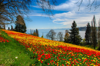 Картинка цветы тюльпаны небо деревья ели пейзаж весна плантация