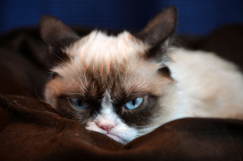 Картинка животные коты злой взгляд котик ненависть серо-голубые глаза