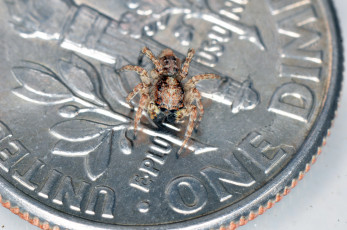 Картинка животные пауки монета паук макро