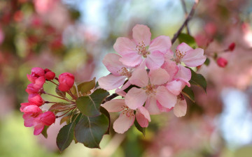 Картинка цветы цветущие+деревья+ +кустарники розовый цветение ветка весна макро