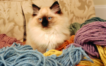 Картинка животные коты мотки нитки нос ткань кошка