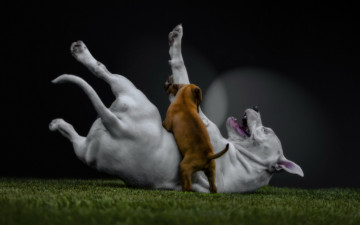 Картинка животные собаки лужайка щенок