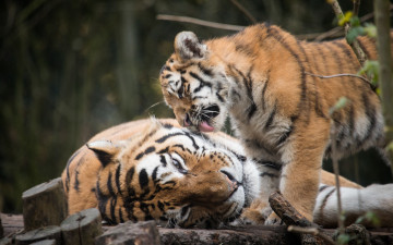 Картинка животные тигры тигр тигрица кошки котёнок тигрёнок амурский
