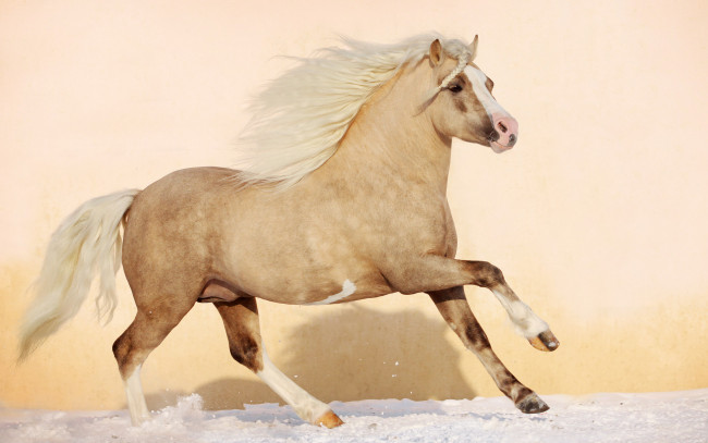 Обои картинки фото животные, лошади, зима, снег, природа, красивые, жеребёнок, грива, жеребенок, жеребец, конь, лошадь