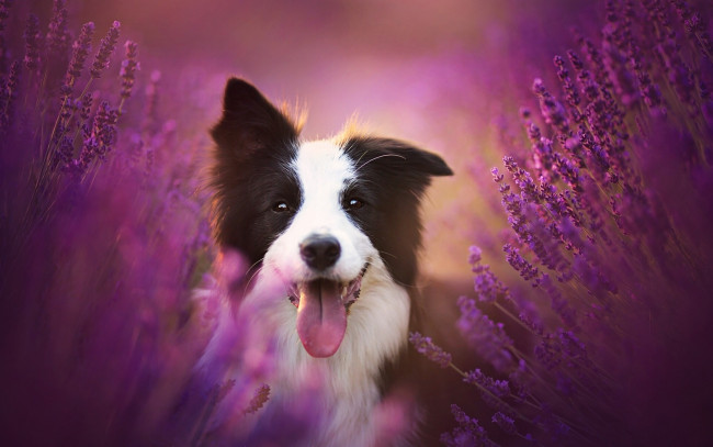 Обои картинки фото животные, собаки, цветы, лаванда, язык, радость, настроение, собака, бордер-колли
