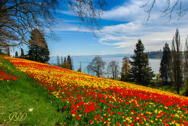 Обои картинки фото цветы, тюльпаны, небо, деревья, ели, пейзаж, весна, плантация