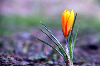 Картинка цветы крокусы одиночка первоцвет оранжевый