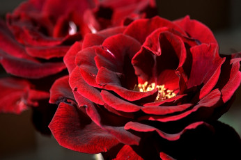 Картинка цветы розы бархатная роза макро лепестки