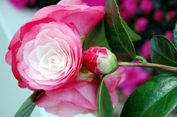 Картинка цветы камелии бутон розовый
