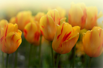 Картинка цветы тюльпаны жёлтые