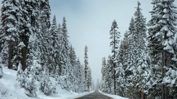 Картинка природа зима дорога снег лес