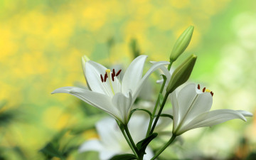Картинка цветы лилии +лилейники