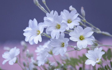 Картинка цветы Ясколка макро войлочная