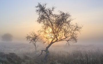 Картинка природа деревья осень утро туман