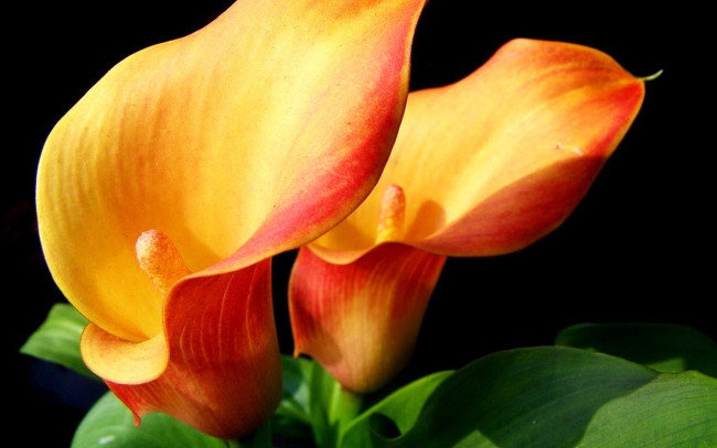 Обои картинки фото цветы, каллы, персиковый
