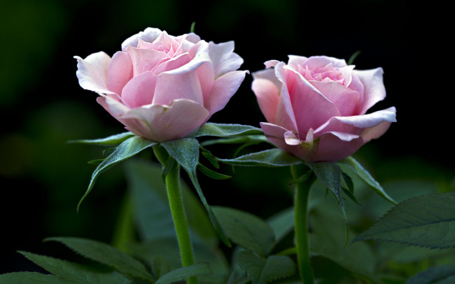 Обои картинки фото цветы, розы, дуэт, розовый, два