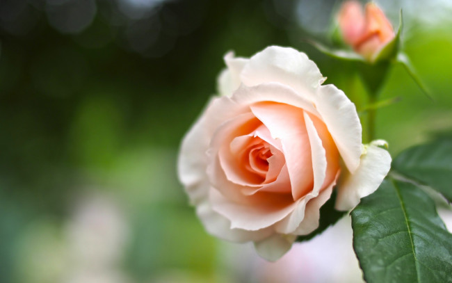 Обои картинки фото цветы, розы, роза