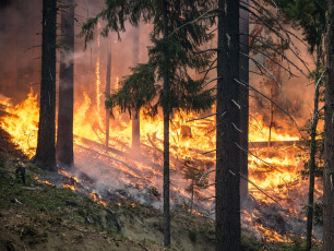 Картинка природа огонь пожар пламя деревья лес