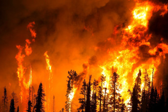 Картинка природа огонь деревья лес дым пламя пожар