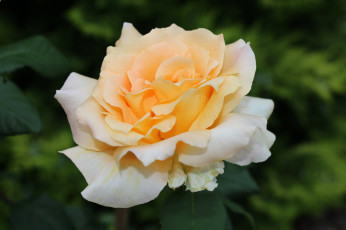 Картинка цветы розы чайная роза макро
