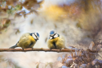 Картинка животные синицы +лазоревки ветка коллаж птицы природа