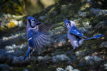 Картинка животные сойки пара птицы ель природа ветки хвоя