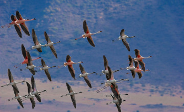 Картинка животные фламинго небо полет стая птицы