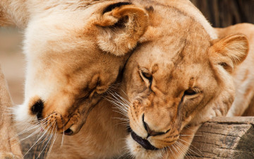 обоя животные, львы, хищники, пара, нежность