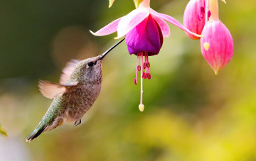 Картинка животные колибри птица цветок фуксия бутоны