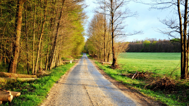 Обои картинки фото природа, дороги, проселочная, дорога, деревья, весна